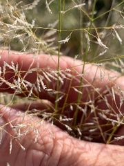 Eragrostis leptostachya