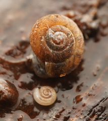 Minutiropa inexpectata