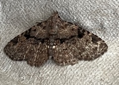 Metalectra quadrisignata