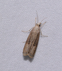 Parapediasia teterrellus