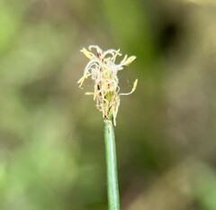Eleocharis obtusa