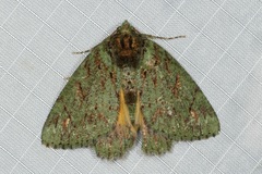 Dindica polyphaenaria