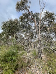 Eucalyptus obstans