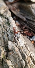 Delphinia picta