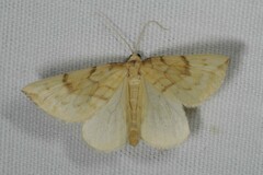 Gandaritis pyraliata