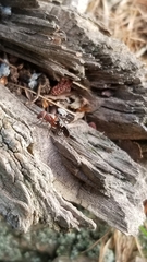 Delphinia picta