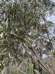 Eucalyptus obstans
