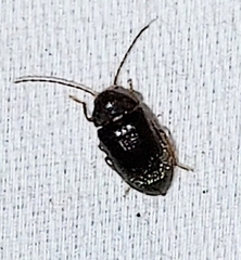 Ptilodactyla