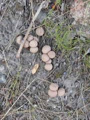Lycoperdaceae