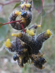 Symphyta
