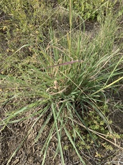 Panicum