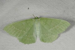 Geometra papilionaria