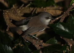 Zosterops borbonicus