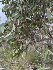 Eucalyptus obstans