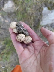 Lycoperdaceae