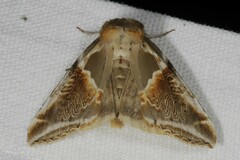 Habrosyne pyritoides