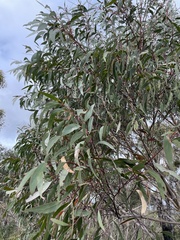 Eucalyptus obstans