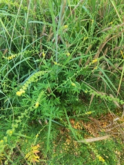 Agrimonia eupatoria