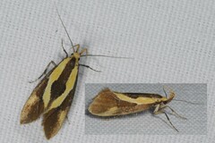 Harpella forficella