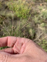 Panicum