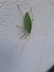 Pterophylla camellifolia