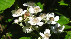 Rubus armeniacus