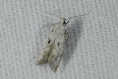 Herrichia excelsella