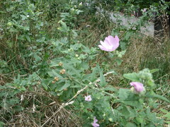 Malva thuringiaca