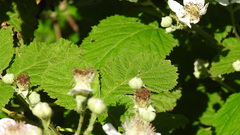 Rubus armeniacus