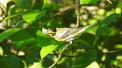 Setophaga townsendi