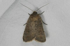 Hoplodrina blanda