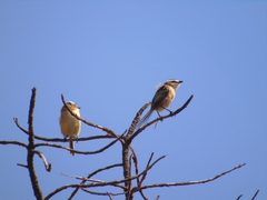 Culicivora caudacuta