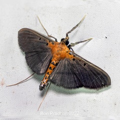 Filodes fulvidorsalis