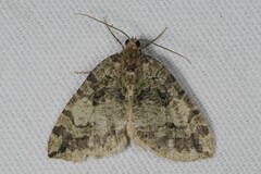 Hydriomena furcata