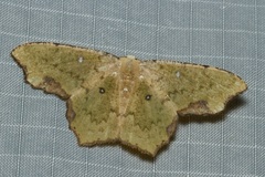 Dooabia puncticostata