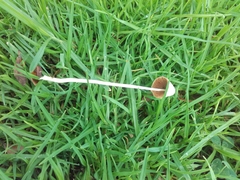 Conocybe apala
