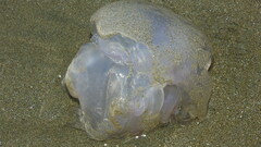Cnidaria