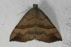 Hypena proboscidalis