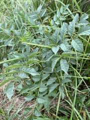 Fraxinus excelsior