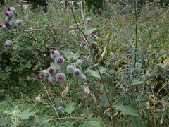 Arctium tomentosum