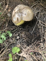 Caloboletus radicans