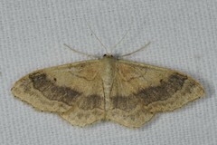 Idaea aversata