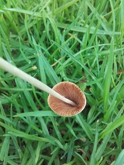Conocybe apala