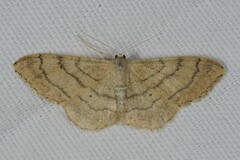 Idaea aversata