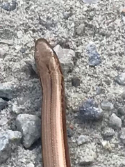Anguis fragilis