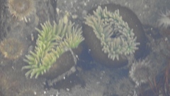 Anthopleura xanthogrammica