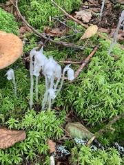 Monotropa uniflora