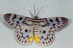 Dysphania malayanus