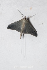 Neadeloides glaucoptera