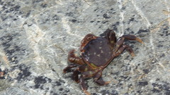 Hemigrapsus nudus